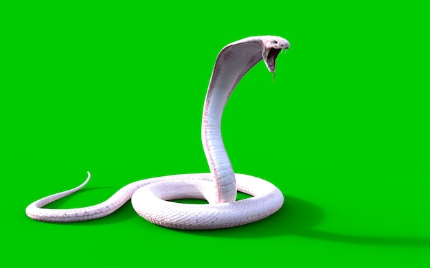 Cobra rei cobra 3d albino mais longo do mundo venenosa