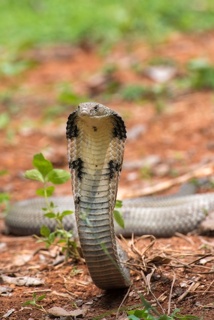 Cobra rey enojado en posición de ataque