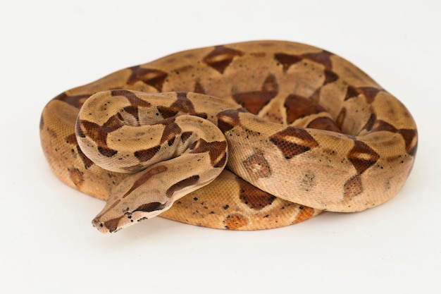 Cobra Salmon Boa Constrictor isolada no fundo branco