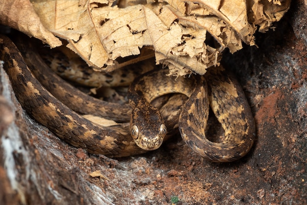 cobra se escondendo nos buracos da árvore