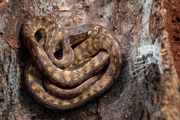 Cobra se escondendo nos buracos da árvore