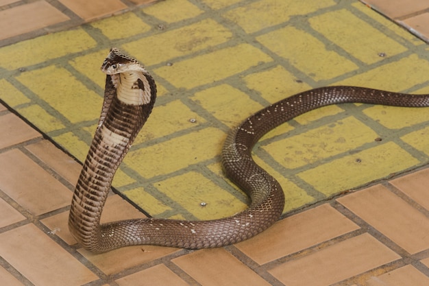 Foto cobra está en el suelo. es una serpiente de tamaño mediano. hay un veneno grave.