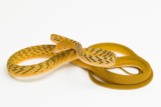 Cobra-trepadeira amarela asiática hypo ahaetulla prasina isolada no fundo branco