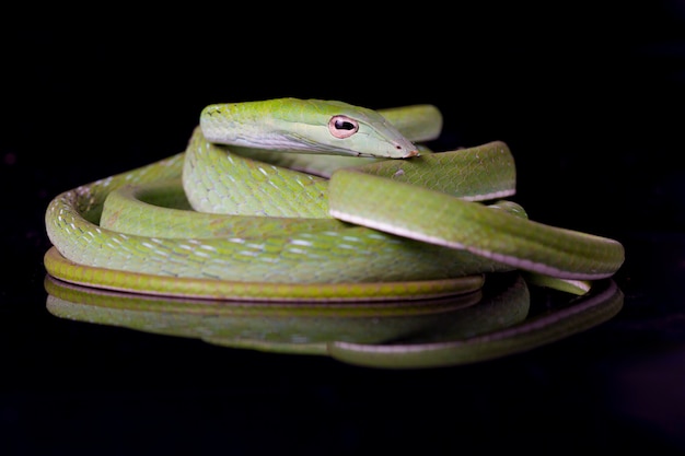 Cobra trepadeira asiática ahaetulla prasina