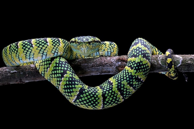 Cobra Tropidolaemus wagleri closeup no galho