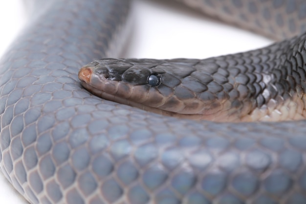 Cobra unicolor Xenopeltis isolada