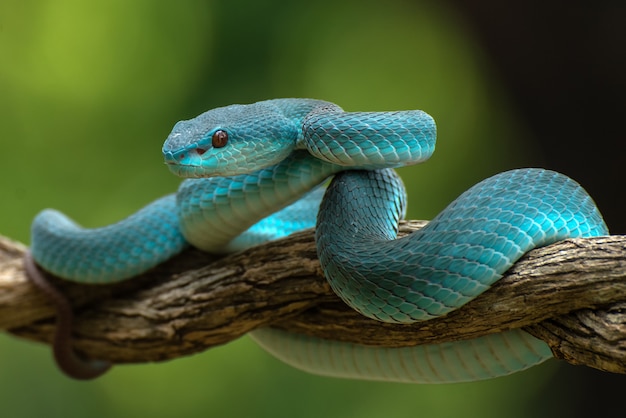 Cobra venenosa em galho de árvore