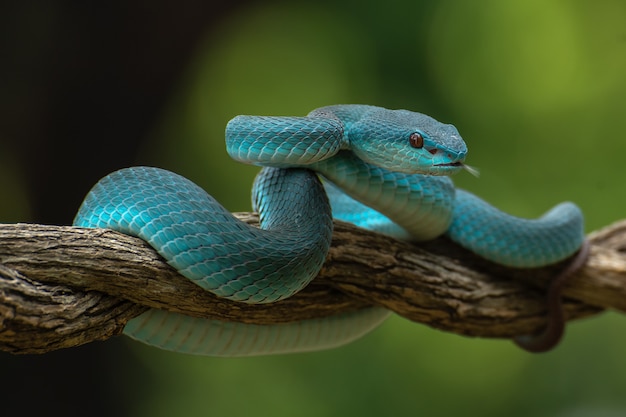 Cobra venenosa em galho de árvore