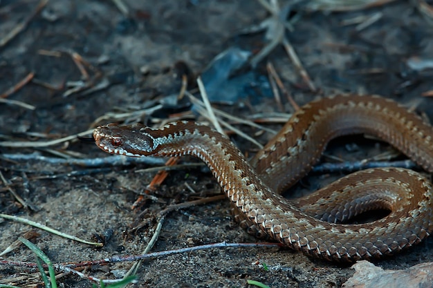 cobra venenosa perigosa, víbora em estado selvagem, pântano da Rússia