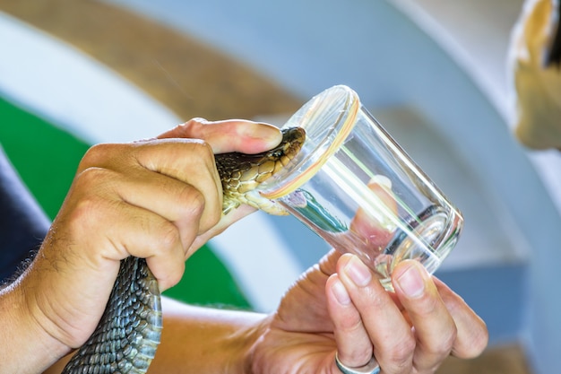 Cobra Venom Extraction, mit den Griffen am Hals der Cobra, die auf den Rand des Glases gelegt wird, um zu beißen, bis sie ihr Gift sehen kann