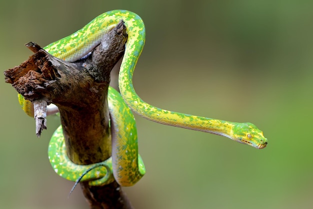 Cobra verde phyton na árvore