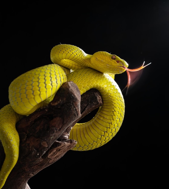 Cobra Víbora Amarela em close