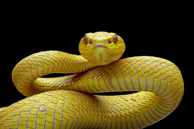Cobra víbora amarela isolada em fundo preto, cobra venenosa muito alta