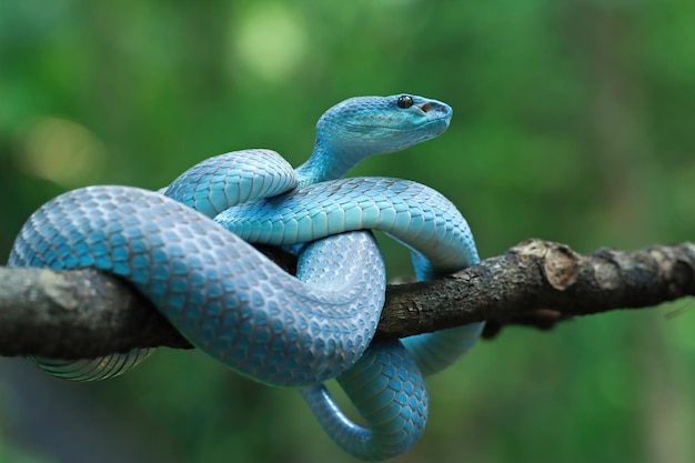 Frente Azul Víbora Cobra Closeup Víbora Cobra Azul Insularis Trimeresurus  fotos, imagens de © blackvenomblack@yahoo.com #661381802