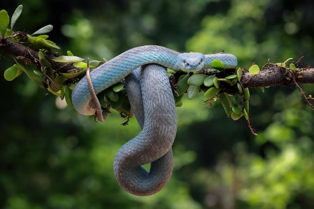 Serpente Azul De Cobra De Víbora Cabeça De Serpente De Víbora Foto