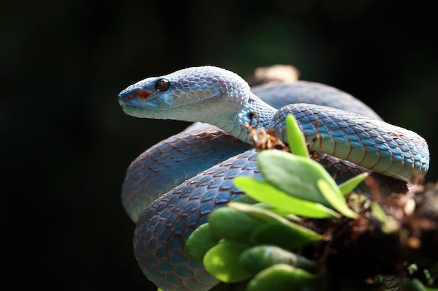 Cobra víbora azul closeup rosto cabeça de cobra víbora blue insularis