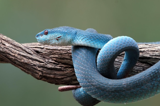 Cobra víbora azul closeup rosto cabeça de cobra víbora Blue insularis