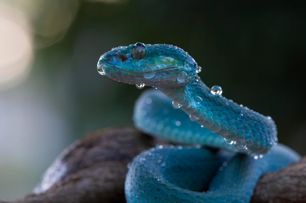 Cobra víbora azul closeup rosto cabeça de cobra víbora Blue insularis