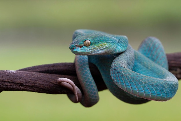 Frente Azul Víbora Cobra Closeup Víbora Cobra Azul Insularis Trimeresurus  fotos, imagens de © blackvenomblack@yahoo.com #661381802