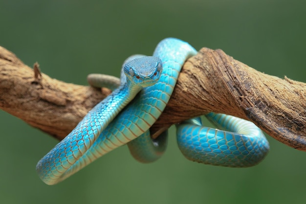 Cobra víbora azul closeup rosto cabeça de cobra víbora Blue insularis