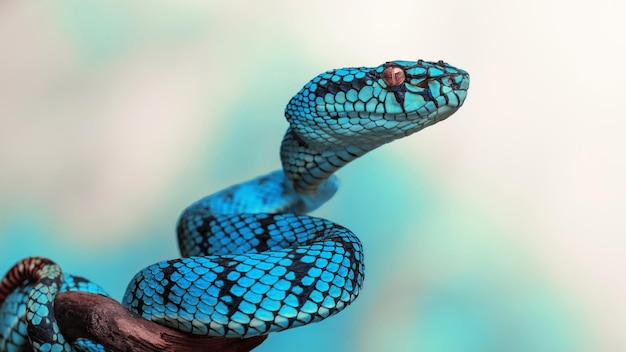 Cobra víbora azul em close-up