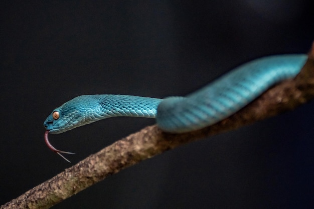 Cobra víbora azul em close-up