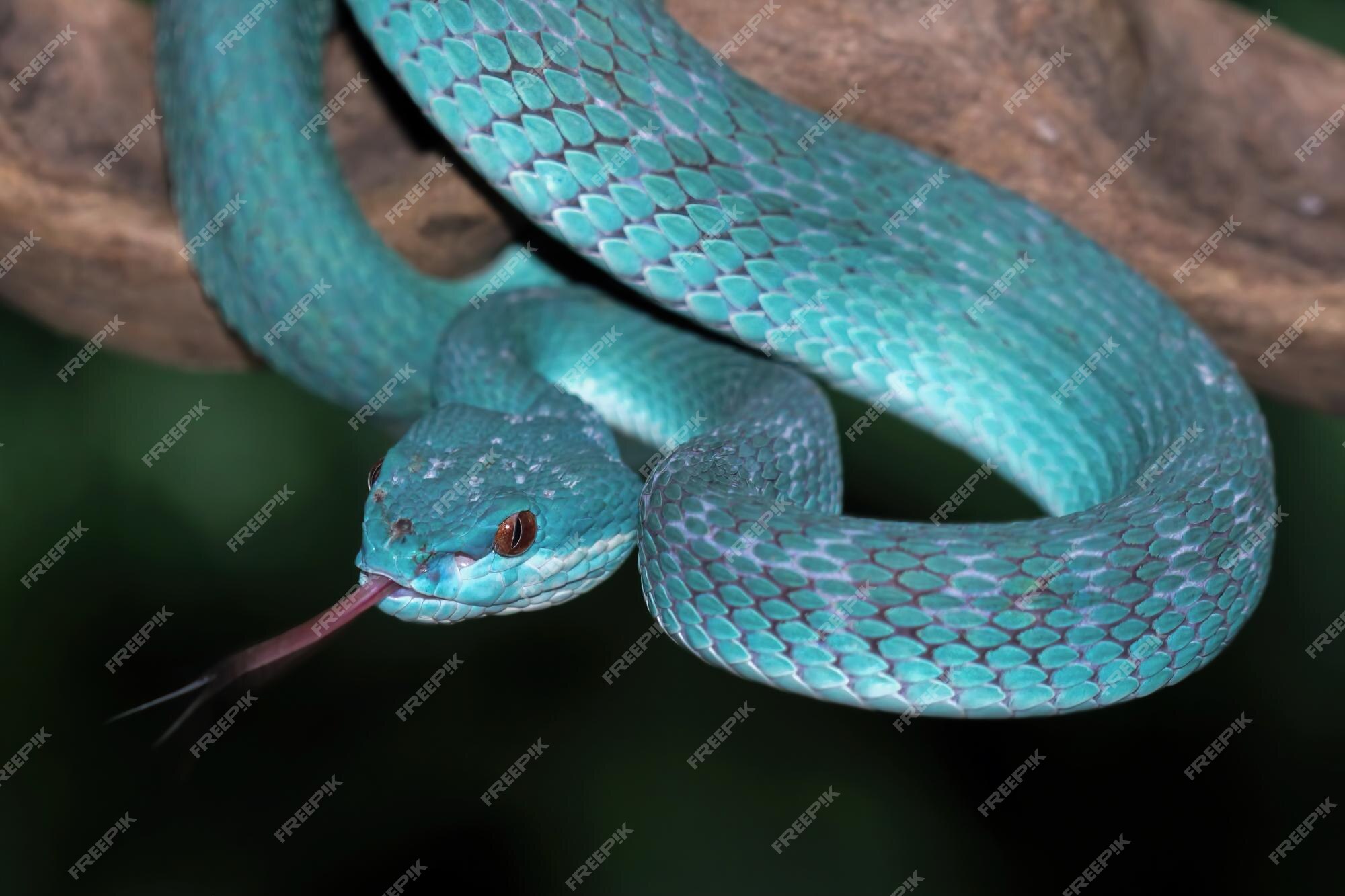 Incrivelmente bela! A víbora azul, ( Trimeresurus insularis ) mais  conhecida como cobra azul, é uma das cobras mais …