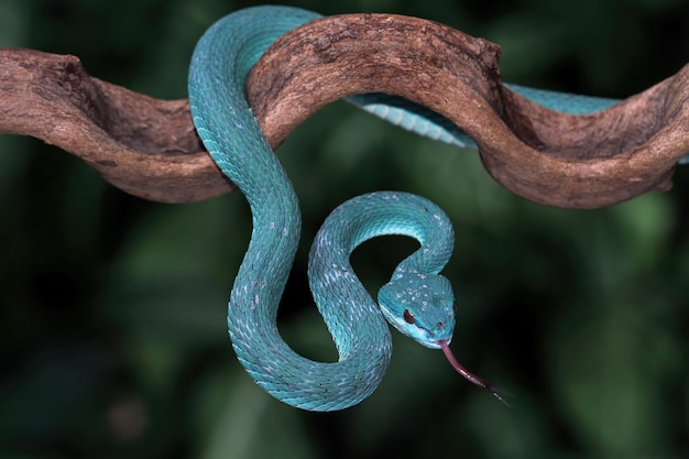 Cobra víbora azul fechada no ramo Trimeresurus Insularis