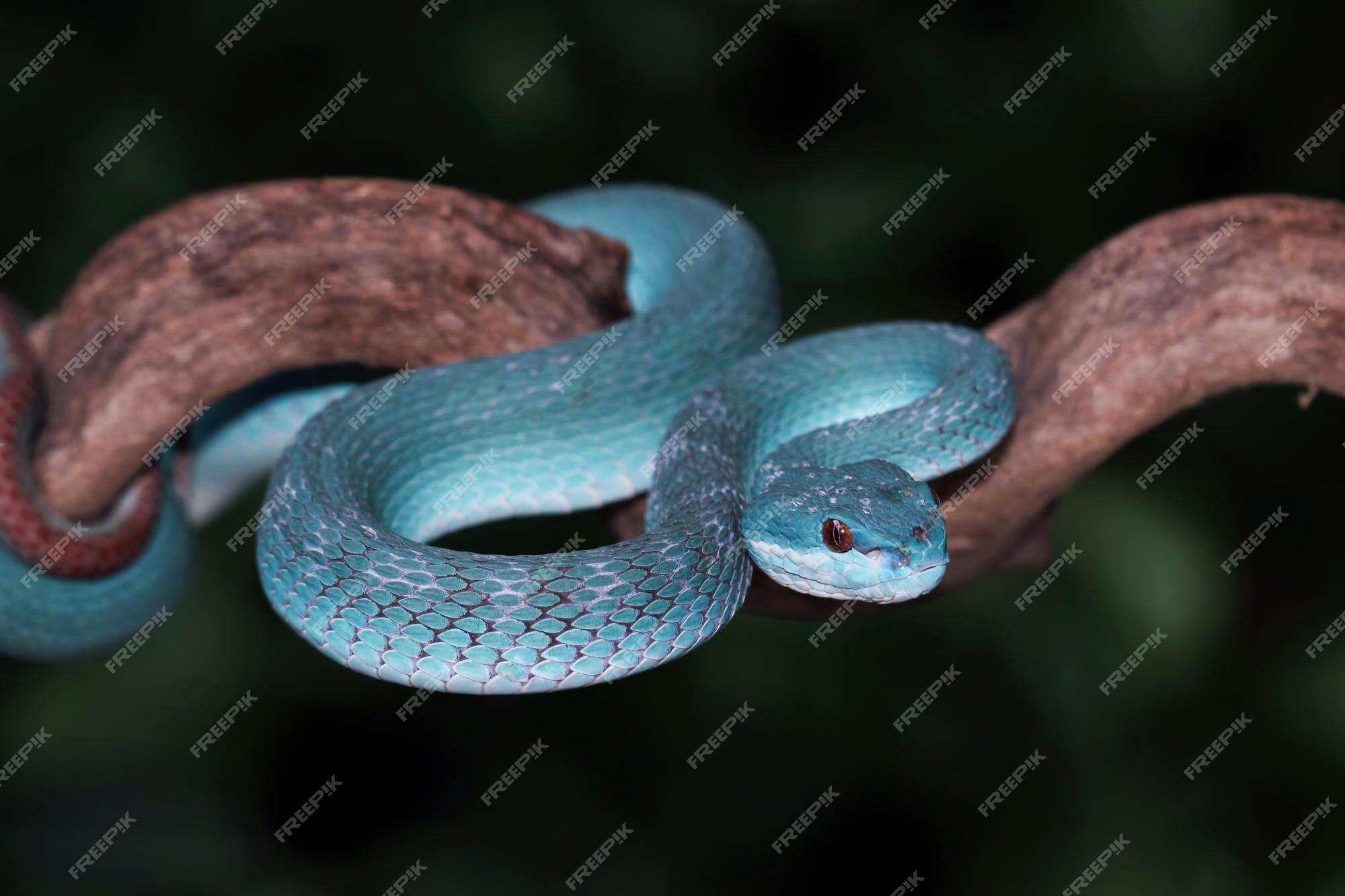 Incrivelmente bela! A víbora azul, ( Trimeresurus insularis ) mais  conhecida como cobra azul, é uma das cobras mais …