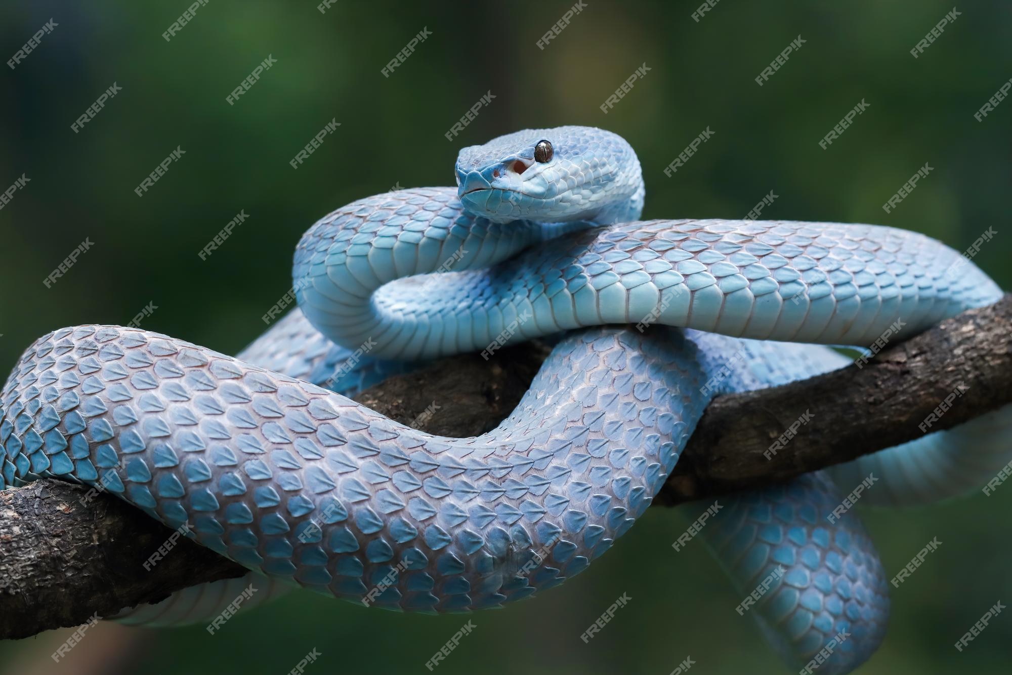 Cobra víbora azul no galho, cobra víbora pronta para atacar, insularis azul