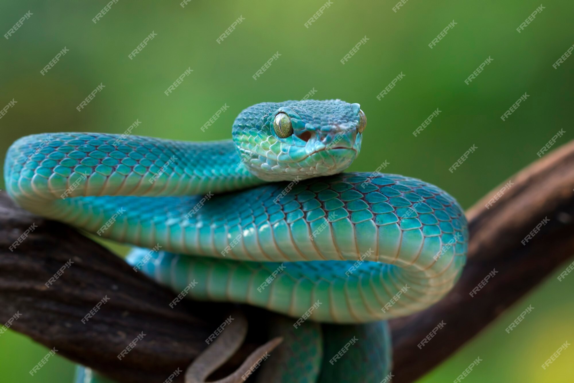 Cobra víbora azul no galho, cobra víbora pronta para atacar, insularis azul