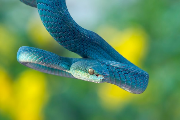 Cobra víbora azul no galho, cobra víbora pronta para atacar, insularis azul