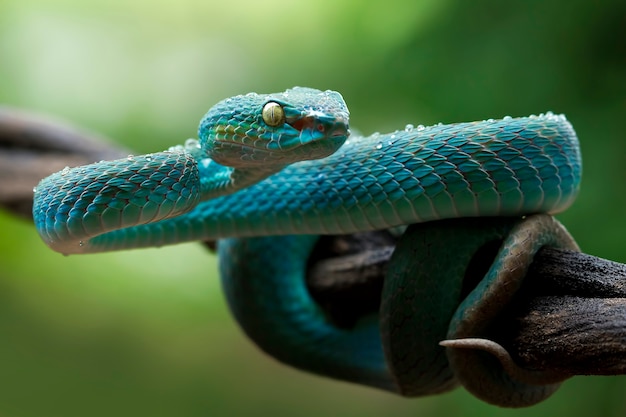 Cobra víbora azul no galho