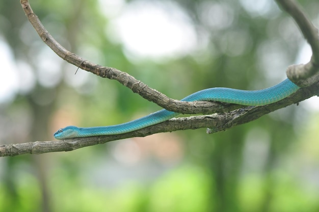 Cobra víbora azul no galho