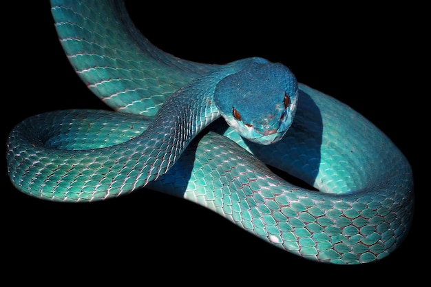 Frente Azul Víbora Cobra Closeup Víbora Cobra Azul Insularis Trimeresurus  fotos, imagens de © blackvenomblack@yahoo.com #661381802