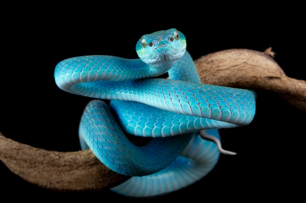 Cobra víbora azul no ramo cobra víbora azul insularis trimeresurus insularis