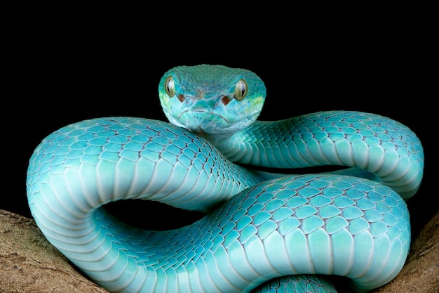 Cobra víbora azul no ramo cobra víbora azul insularis trimeresurus insularis