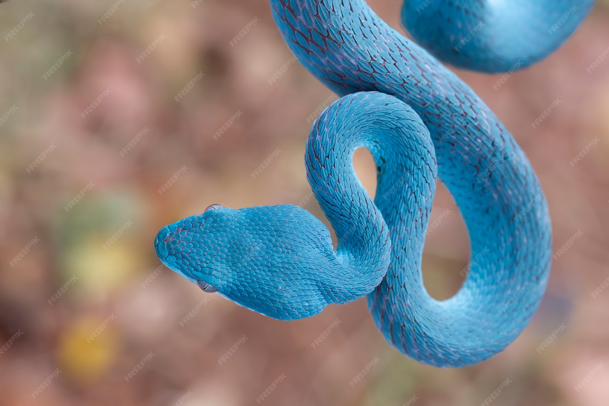 Serpente Azul-insularis Víbora Venenosa Imagem de Stock - Imagem