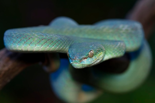 Cobra víbora azul no ramo cobra víbora azul insularis