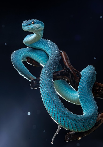 Foto cobra víbora azul