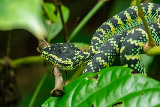 Cobra-víbora na floresta