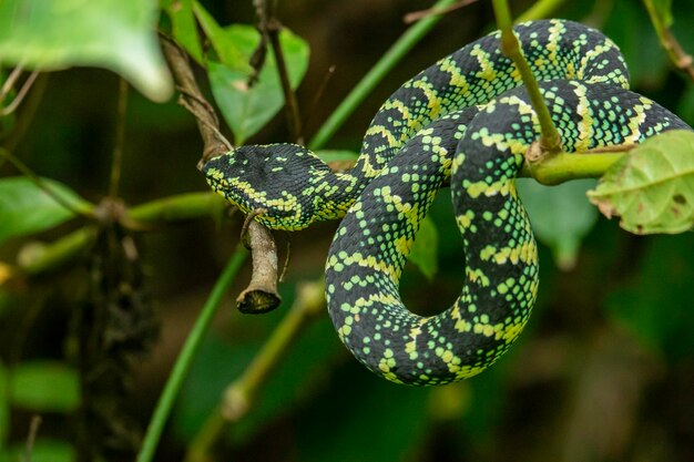 Cobra-víbora na floresta