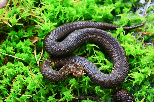 Foto cobra víbora no pântano, réptil na selva, animal perigoso venenoso, vida selvagem