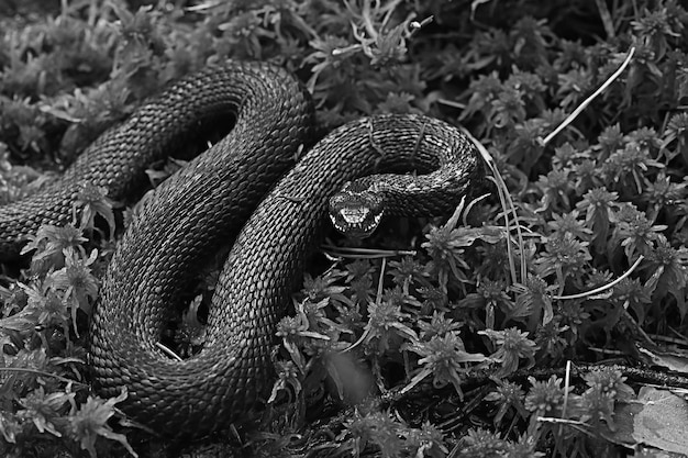 Cobra víbora no pântano, réptil na selva, animal perigoso venenoso, vida selvagem