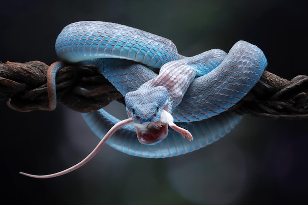 cobra víbora pronta para atacar cobra azul insularis comendo rato branco closeup