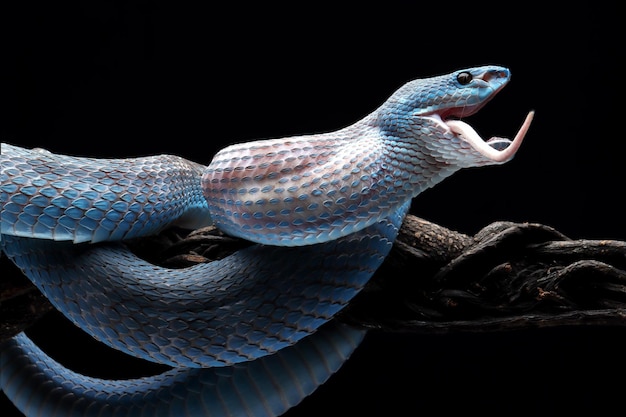 cobra víbora pronta para atacar cobra azul insularis comendo rato branco closeup