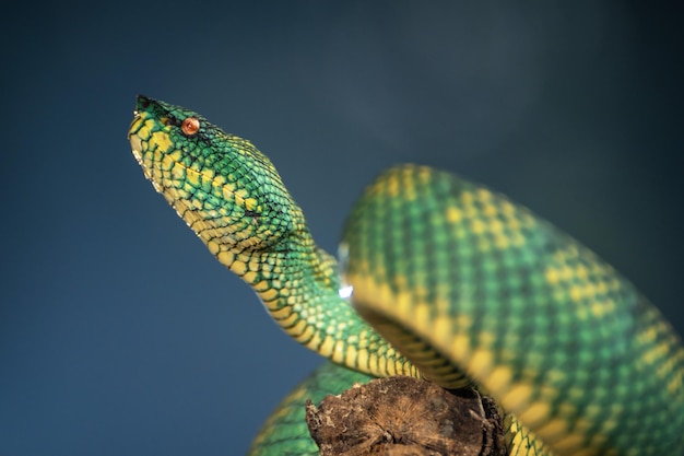 Cobra víbora verde amarela em close-up