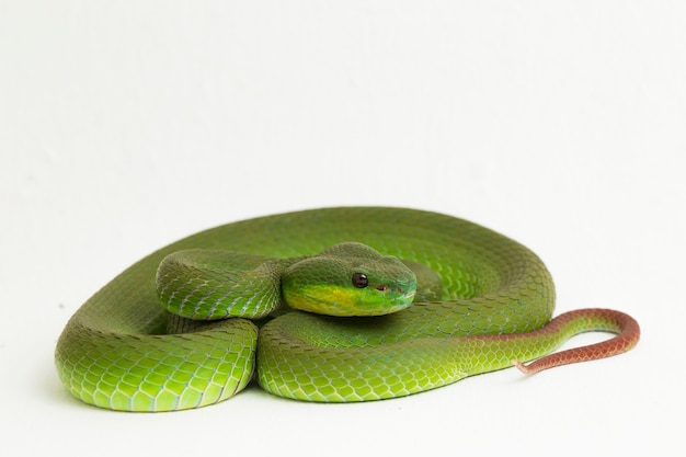 Cobra víbora verde de lábios brancos em branco