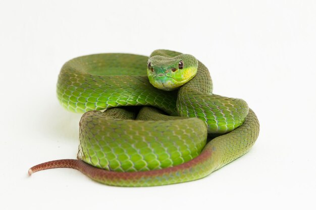 Cobra víbora verde de lábios brancos em branco