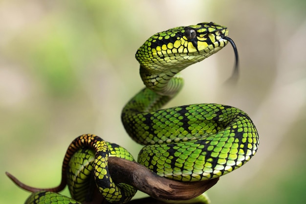 Cobra Víbora Verde em close-up e detalhe